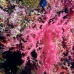 coral_soft_arch_v_0705_png1035.jpg
